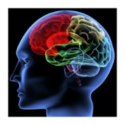 brain