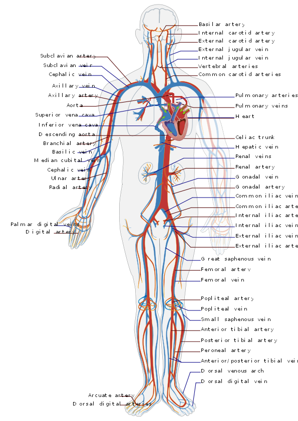 It is easy to relate being cold to poor circulation, when you really dissect the problem it actually leads to a multitude of issues.